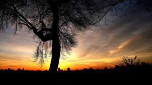 Tree At Sunset With City Silhouette wallpaper thumb