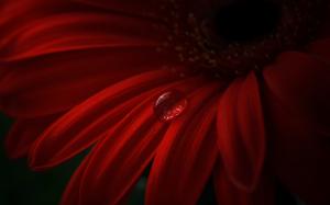 Red gerbera, petals, water drops wallpaper thumb