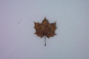 Leaf In The Snow wallpaper thumb