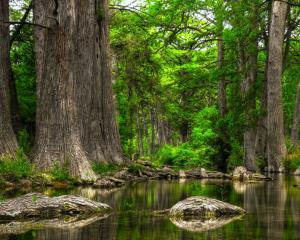 Trees Forest Reflection Swamp HD wallpaper thumb