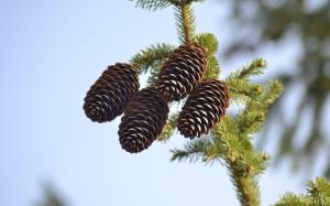 spruce, pine cones, pine, branch wallpaper thumb