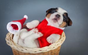 Dogs Christmas New Year Puppy Animals High Resolution wallpaper thumb