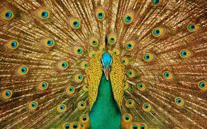 Birds close-up, peacock, beautiful tail wallpaper thumb