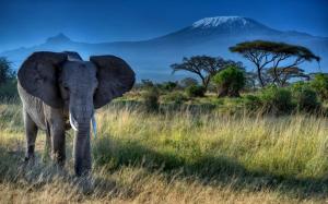 Elephant, big ears, tusks, African, grass, trees wallpaper thumb