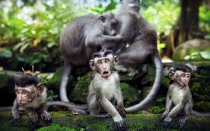 Adorable monkeys wallpaper thumb