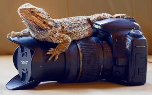 Animals, Reptile, Lizards, Skin, Camera, Canon, Closeup, Photography, Reflex wallpaper thumb