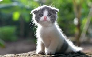 Cute kitten, furry cat wallpaper thumb