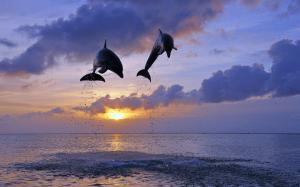 Honduras, sea, sunset, bottlenose dolphins wallpaper thumb