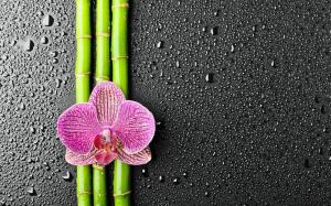 Flower Bamboo wallpaper thumb