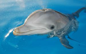 Dolphin in water wallpaper thumb