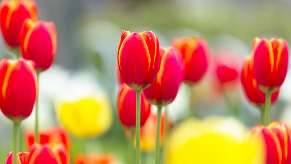 Red tulip flowers macro photography, blurry background wallpaper,Red HD wallpaper,Tulip HD wallpaper,Flowers HD wallpaper,Macro HD wallpaper,Photography HD wallpaper,Blurry HD wallpaper,Background HD wallpaper,3840x2160 wallpaper