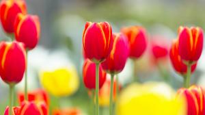 Red tulip flowers macro photography, blurry background wallpaper thumb