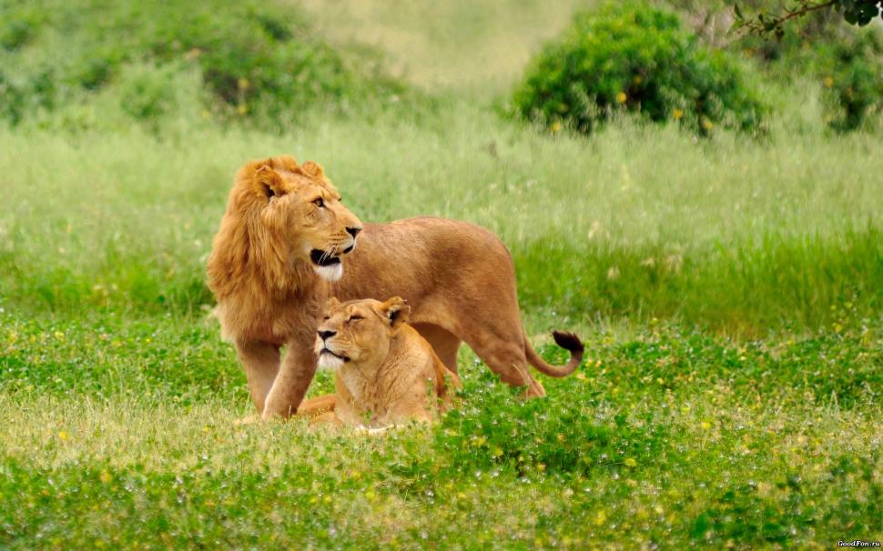 Lions on the grass wallpaper,lion HD wallpaper,lions HD wallpaper,2560x1600 wallpaper
