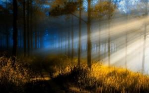 Nature, Sunrise, Forest, Path, Trees, Grass, Mist, Light wallpaper thumb
