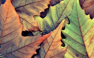Leaves Autumn HD wallpaper thumb