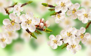 Spring apple tree, branch, white flowers, leaves wallpaper thumb