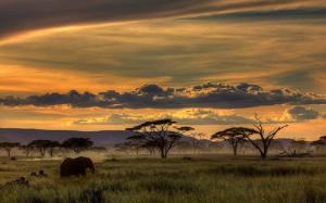 African Safari, Animals, Trees, Sunset, Grass, Clouds, Nature, Landscape wallpaper thumb