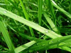 The dew on the green grass leaf wallpaper thumb