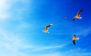 Seagulls in Flight wallpaper thumb