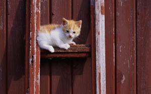 Kitten sit, wood gate wallpaper thumb