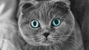 Scottish Fold Cat Blue Eyes wallpaper thumb