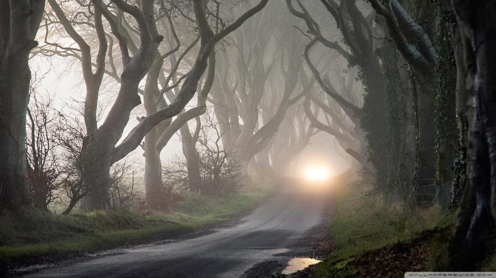 Road Through Haunted Forest wallpaper,forest HD wallpaper,gnarled HD wallpaper,road HD wallpaper,branches HD wallpaper,light HD wallpaper,nature & landscapes HD wallpaper,1920x1080 wallpaper
