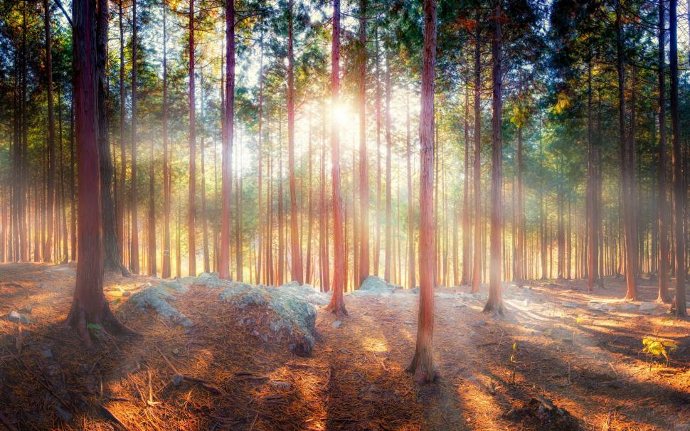 Beautiful nature, forest, trees, sun rays, shadow wallpaper,Beautiful HD wallpaper,Nature HD wallpaper,Forest HD wallpaper,Trees HD wallpaper,Sun HD wallpaper,Rays HD wallpaper,Shadow HD wallpaper,2560x1600 wallpaper