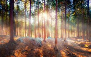 Beautiful nature, forest, trees, sun rays, shadow wallpaper thumb