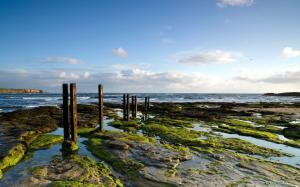 Coast Shore Ocean Rocks Stones Moss Posts HD wallpaper thumb