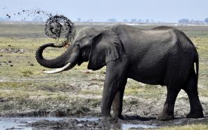 Elephant mud puddle wallpaper thumb