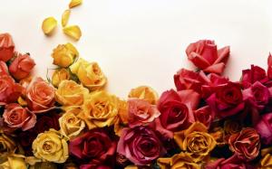 Colors of Roses HD wallpaper thumb