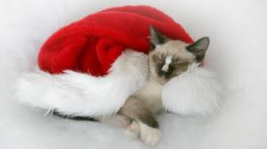cat, down, spotted, santa claus hat wallpaper thumb
