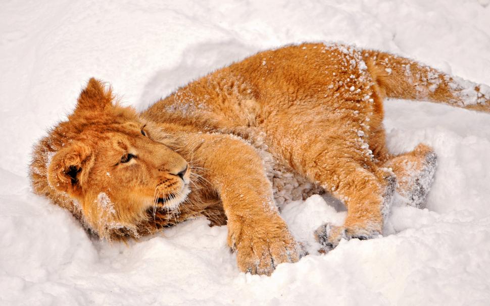 Lion playing in the snow wallpaper,lion HD wallpaper,snow HD wallpaper,2560x1600 wallpaper
