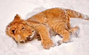 Lion playing in the snow wallpaper thumb