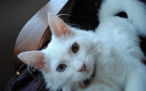 White Turkish Agora Cat with Odd Eyes wallpaper thumb