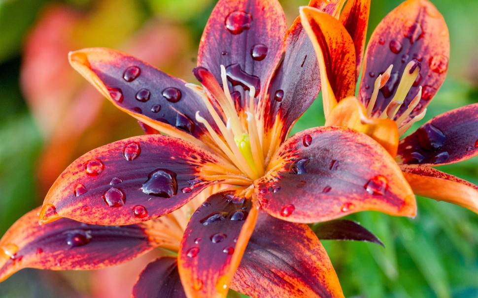 Two colors petals, lily flower close-up, dew wallpaper,Two HD wallpaper,Colors HD wallpaper,Petals HD wallpaper,Lily HD wallpaper,Flower HD wallpaper,Dew HD wallpaper,1920x1200 wallpaper