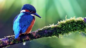 Nature Birds Kingfisher Pictures For Desktop wallpaper thumb