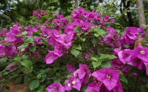 Purple flowers, Bougainvillea spectabilis Willd wallpaper thumb