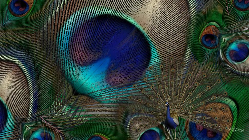 Peacock Feathers wallpaper,pheasant HD wallpaper,exotic HD wallpaper,peafowl HD wallpaper,bright HD wallpaper,bird HD wallpaper,beautiful HD wallpaper,feathers HD wallpaper,3d & abstract HD wallpaper,1920x1080 wallpaper