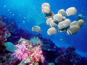 Ocean Sea Nature Underwater Tropical Reef Coral Desktop Photo wallpaper thumb