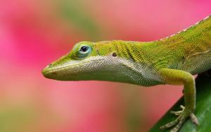 Lizard close-up, blurred background wallpaper thumb