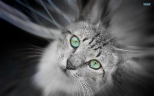 ~gorgeous Cat Eyes~ wallpaper thumb