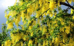 Dripping Yellow Blossoms wallpaper thumb