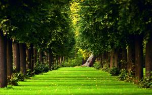 Forest, Trees, Path, Grass, Green, Nature wallpaper thumb