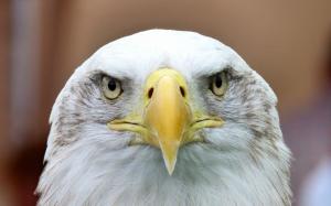 Bald eagle wallpaper thumb