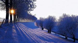 Winter, trees, snow, white, sunlight wallpaper thumb