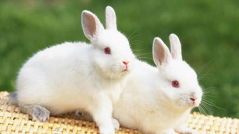 Two Beautiful Rabbits HD Animal wallpaper,animal HD wallpaper,nature HD wallpaper,white rabbit HD wallpaper,1920x1080 wallpaper