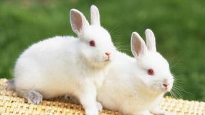 Two Beautiful Rabbits HD Animal wallpaper thumb