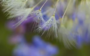 Plants dandelion close-up, seeds, dew wallpaper thumb