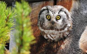 Great Horned Owl Bird wallpaper thumb